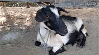 Goat sound 2020 । Best goat sound in the world 2020