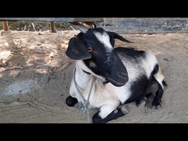 Goat sound 2020 । Best goat sound in the world 2020 class=