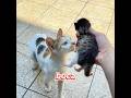 Una gata callejera le entregó sus crías a un hombre.#cat #hearttouching #love #shorts
