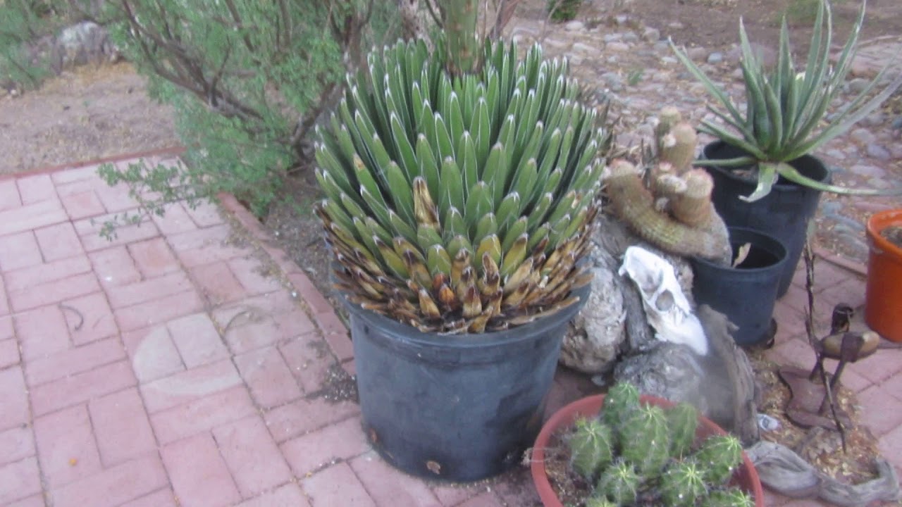 Queen Victoria- Agave - Agave victoriae-reginae bollting Part 2