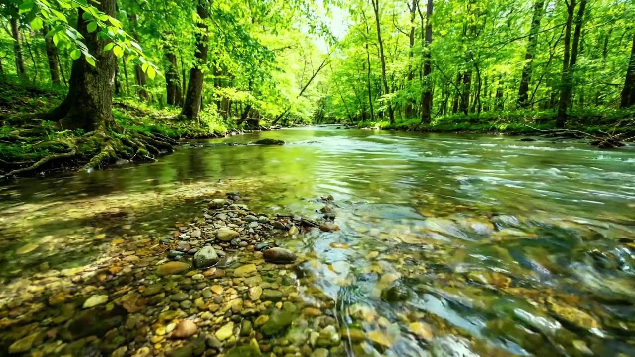 Relaxing Water Sounds with Birds Singing, Peaceful Nature Ambience for Study and Deep Meditation