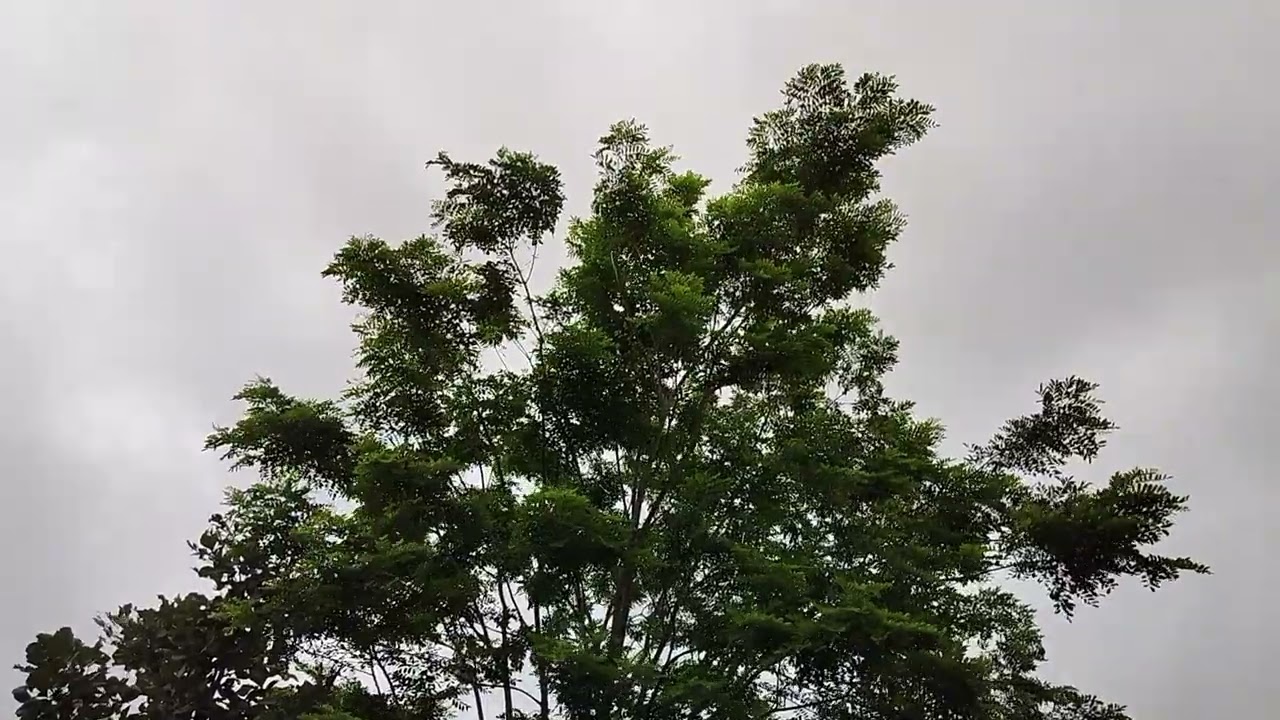 HARIYALI ,GARDEN PATCH. MY PASSION 