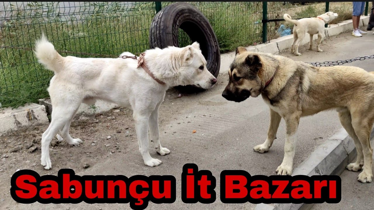 Sabunçu İt Bazarı #elixezer #sabuncubazari #sabuncuitbazari #alabay #pitbull