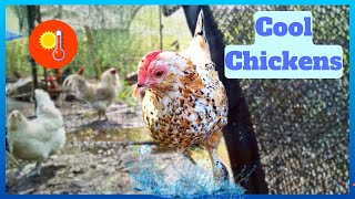 Top 3 Ways To Keep Chickens Cool In The Extreme Summer Heat