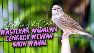 MATERI CENGKOK BIKIN MAHAL ! MASTERAN KENARI ISIAN BLACKTHROAT GACOR DURASI PANJANG PALING DICARI