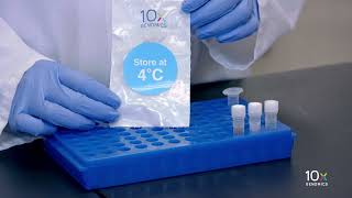 Single Cell Gene Expression Protocol v3.1 | Post GEM-RT Cleanup - Dynabeads