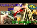 Cara Membuat Akar Gurita dari Cutting. Making octopus roots from cutting of adenium