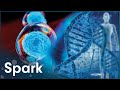 Will We Be Able To Regenerate Parts Of Our Body? | Stem Cells | Spark