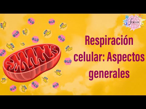 Video: ¿Por qué la respiración celular está organizada en cuatro fases?