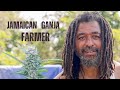 Jamaican ganja farmer