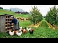 A Peaceful Life In The Countryside - Working on village farm, feeding animals, simple farm life