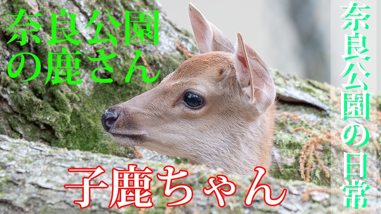 奈良公園 【子鹿ちゃん】 子鹿ちゃんの冒険 【bambi / fawn】 - YouTube