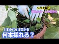 バイオ苗1本から何本採れたのか？【紅はるか】【生長】2023年7月3日 7