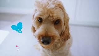 Weruva Dog: Nourish Your Pooch with Real Ingredients! by Weruva 5,623,625 views 1 year ago 31 seconds