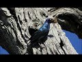 Cape Glossy Starling with Nesting Material