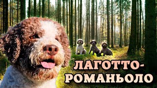 Лаготто-романьоло. Охота за трюфелями в итальянских лесах