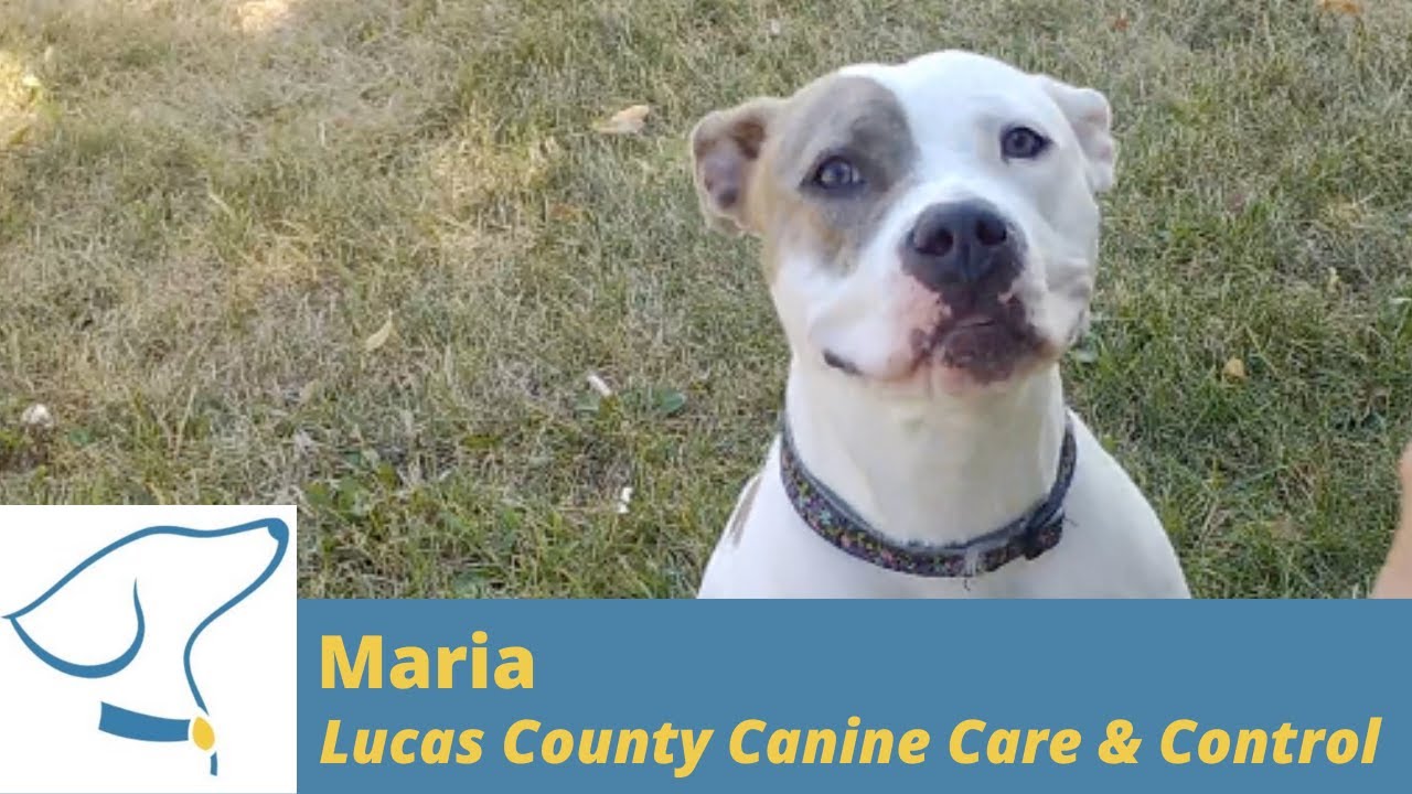 Lucas County Canine Control