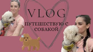 Vlog . Путешествую без мужа . Жизнь с собакой .