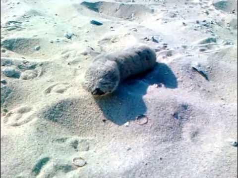 Упогеби морской крот фото. Крот-звездонос (звездорыл). Крот обыкновенный. Звездорыл, или звездонос. Животное похожее на крота.