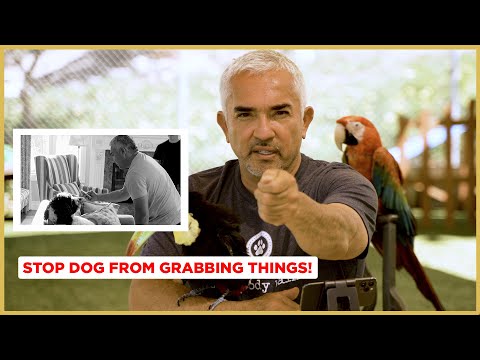 Video: Augalų apsinuodijimo šunimis požymiai