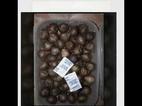 WA : -- SUPPLIER Bawang Hitam Untuk Rematik, Bawang Tunggal Jeruk Nipis Bekasi WA : -- SUPPLIER Bawang Hitam Untuk Rematik, Bawang Tunggal Jeruk Nipis Bekasi