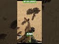 Hog Control from the Sky