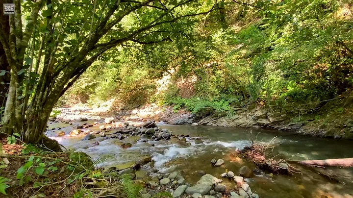 Sounds of Mountain Rivers and Forest Birds Singing  12 Hours Of Deep Sleep