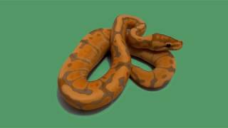 Real Orange boa constrictor green screen effect