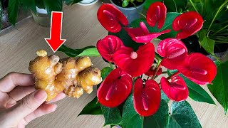 With a single ginger root, the weak Anthurium plant immediately blooms like crazy