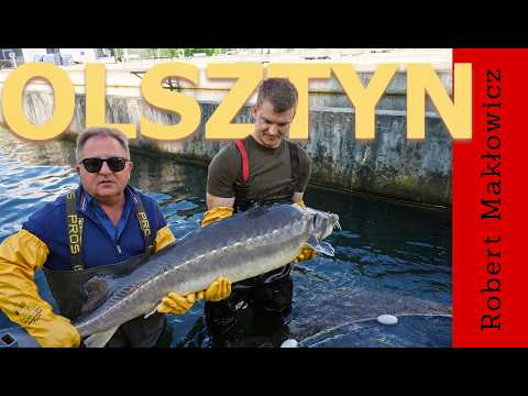 Video „Ga?czy?ski, kawior i Kopernik - ROBERT MAK?OWICZ POLSKA odc.287