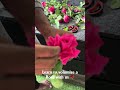 How to Make Roses Look Bigger | Easy Florist Trick #bouquet #floralartwork #floraldesign #diyfloral