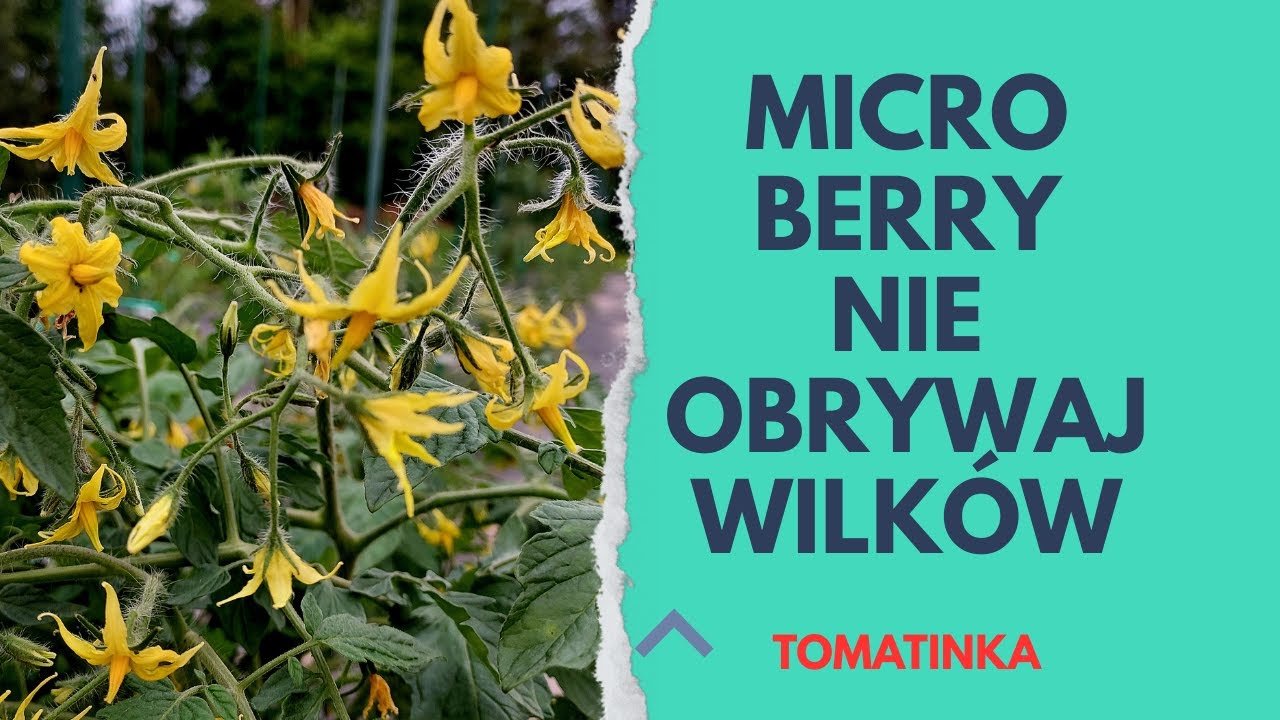 Tym pomidorom nie obrywaj wilków