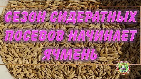Сезон сидератных посевов начинает ячмень