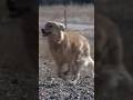 Dog Saves Woman From Sexual Assault Dog Saves Woman From Sexual Assault