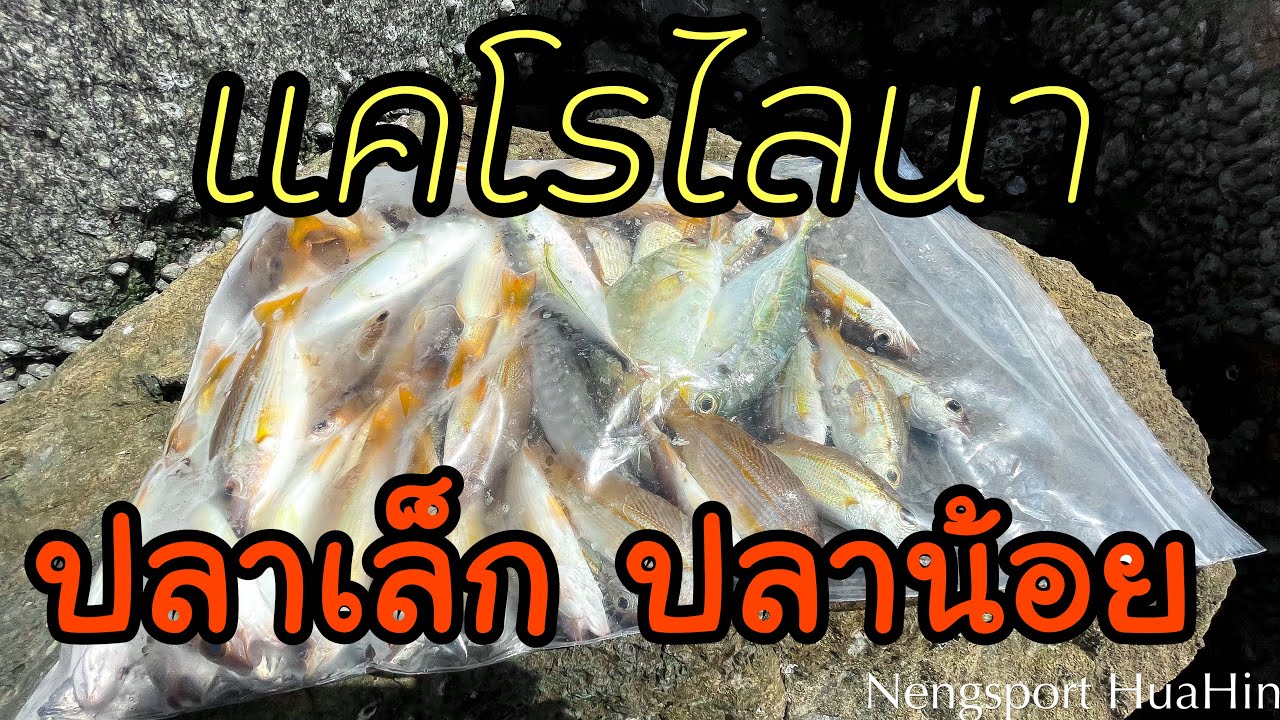 แคโรไลน่าปลาเล็กปลาน้อย #ตกปลาชายฝั่ง #ตกปลาทะเล #carolinarig #แคโรไลนา #ajing  #ตกอจิ