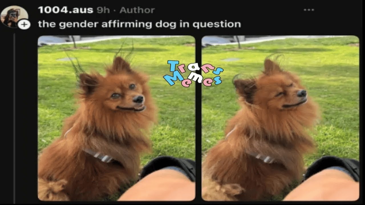 🏳️‍⚧Trans Affirming Dog And Other Trans Memes🏳️‍⚧