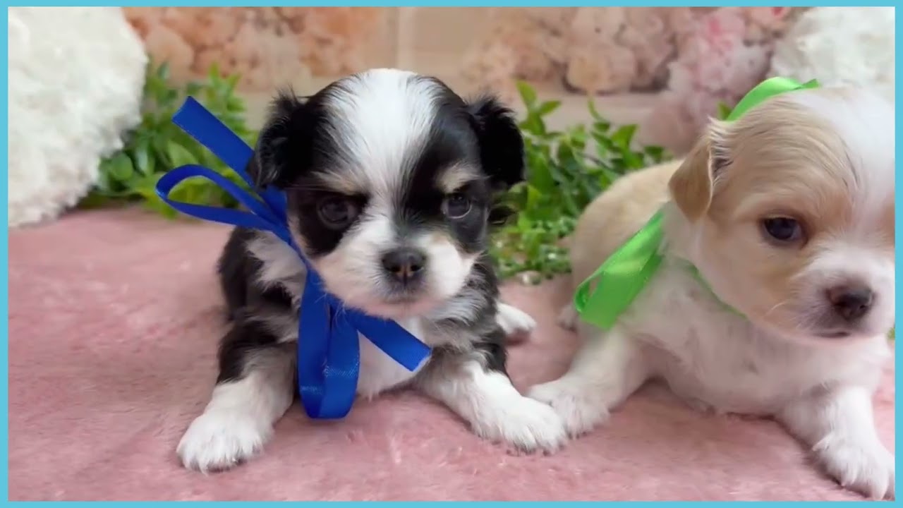 チワワ 197762 チワワ - YouTube