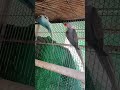 Beauty of Alexandrine Parrots