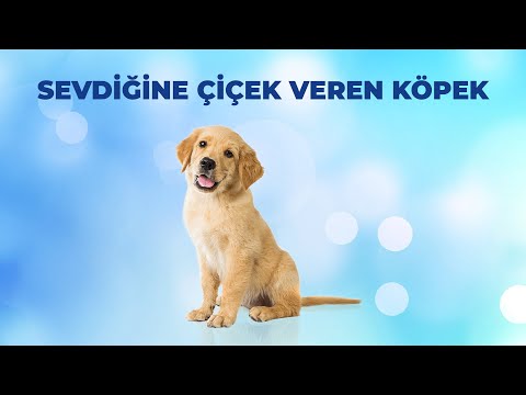 Sevgilisine Çiçek Veren Köpek | Köpek | Hayvanlar Alemi