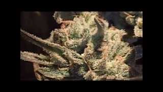 Chocolate Thai Harvest Part 2