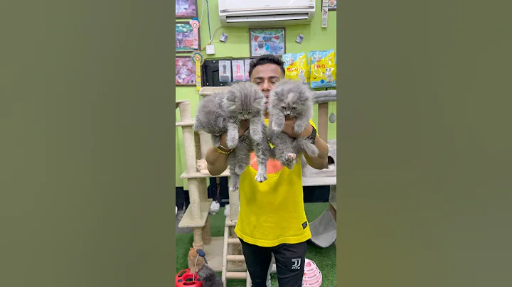 Video 11566081: russian blue kitten, kittens low