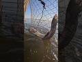 АМУР НА ЛИСТ КАМЫША #рыбалка