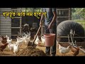 ৪ লক্ষ ৬৫ হাজার টাকা লাভ বাড়তি লাভ। দেশি মোরুগের খামার। #farming #fish #fishing #chicken #farming