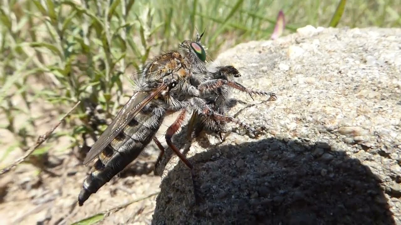 Giant Robber Flies, Promachus spec., Wakkerstroom, South Africa, 2 Dec 2022