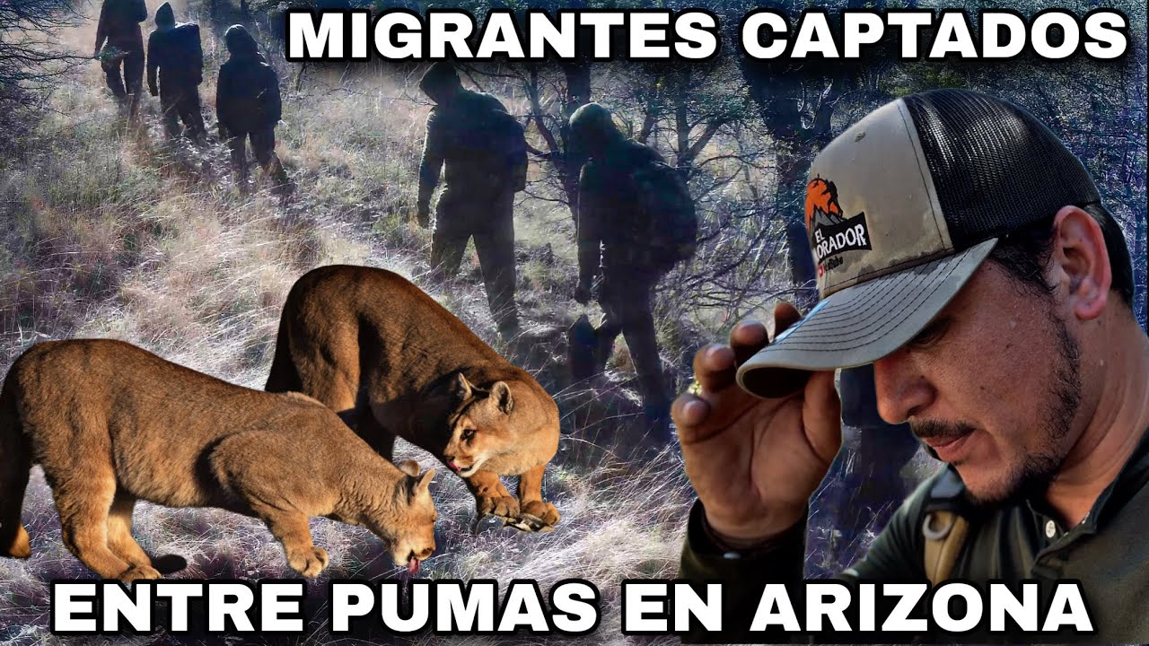 MIGRANTES CAPTADOS EN CAMARA ENTRE PUMAS EN ARIZONA 