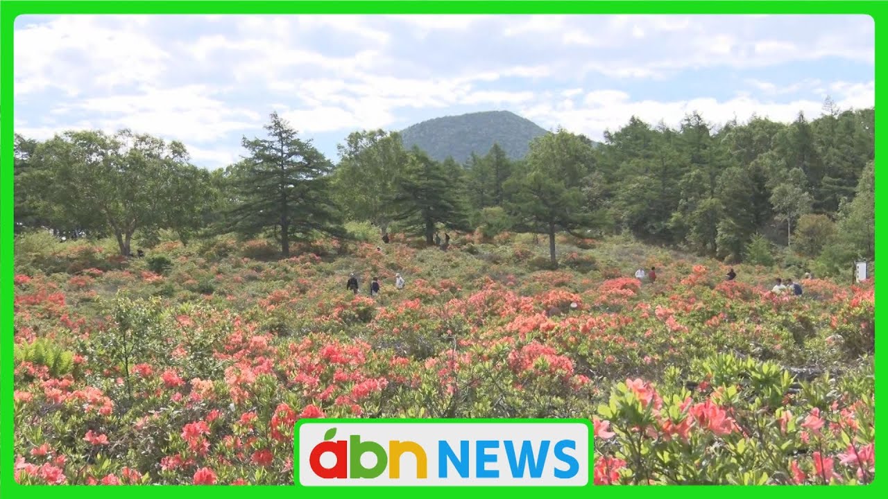 Yunomaru Highlands in Full Bloom with Japanese Azaleas; Special