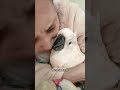 Parrot I suspect you re pugging me #Everything Is Lovely Plan#Parrot#cute pet#Who knows th