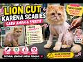 Lion Cut untuk Kucing Scabies Cara Aman Memotong Bulu Agar Cepat Sembuh!