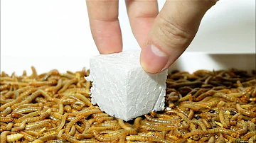 Can mealworms eat PLASTIC? (Styrofoam)