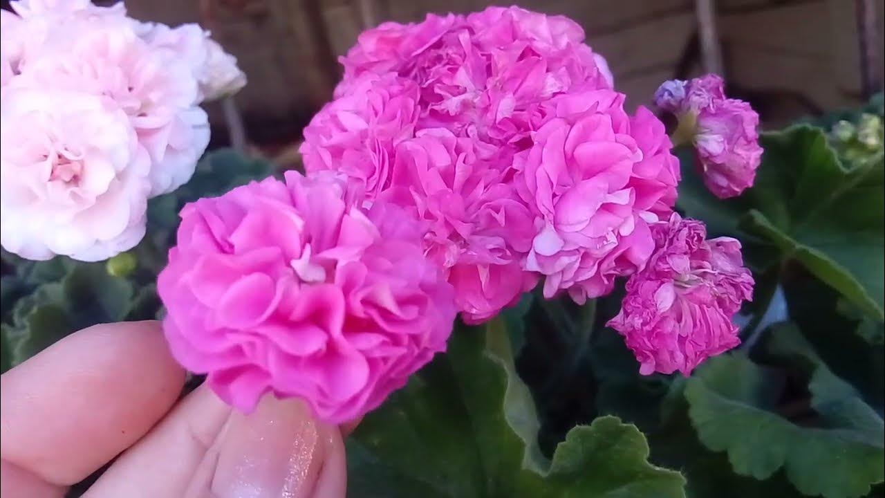 Пеларгония Ю Настасья Филипповна и ЕС Персиковый Авантюрин - летнее ...